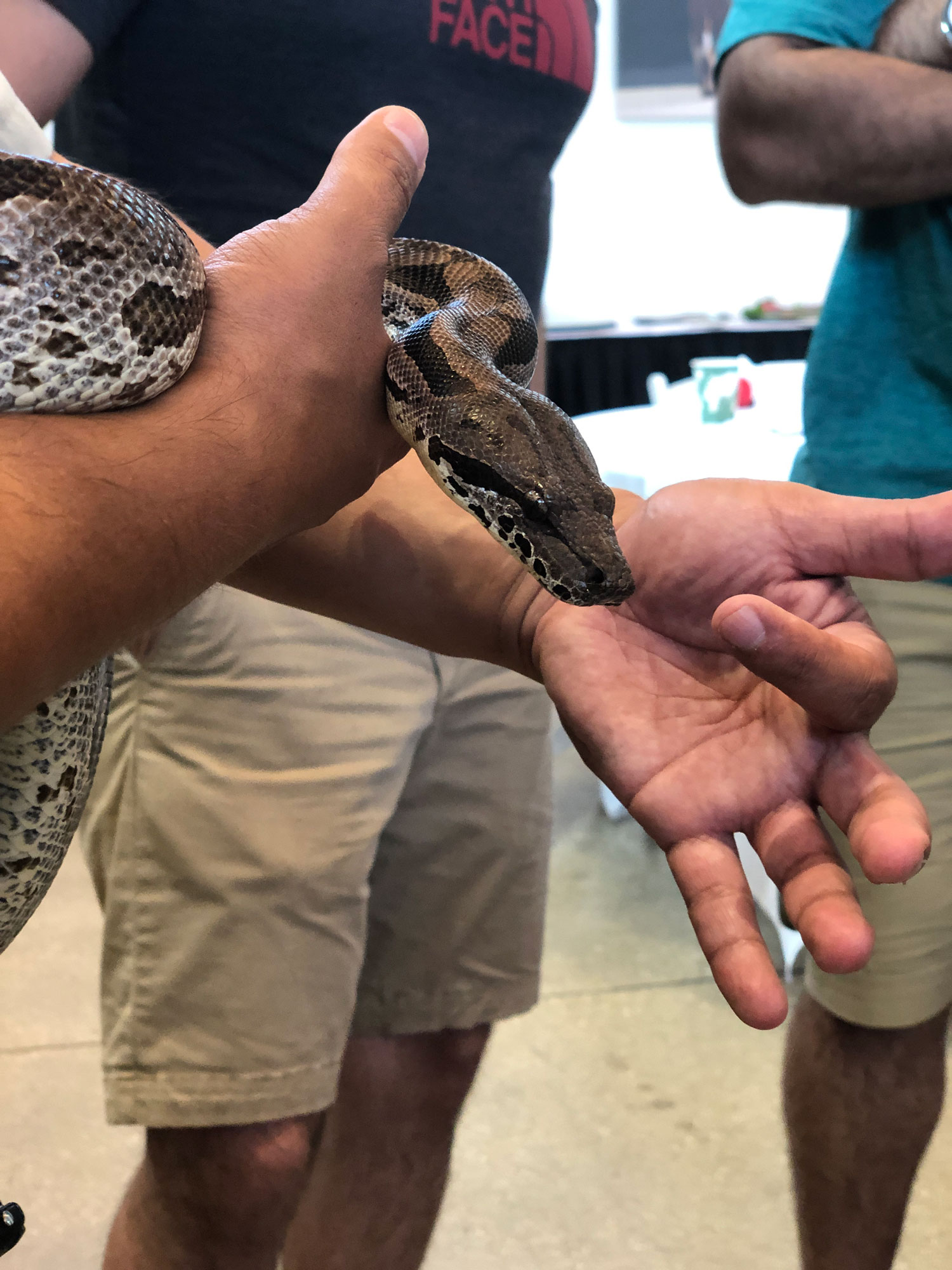 The Brookfield Zoo's animal expert, Craig, explaining how Ball Pythons hunt.
