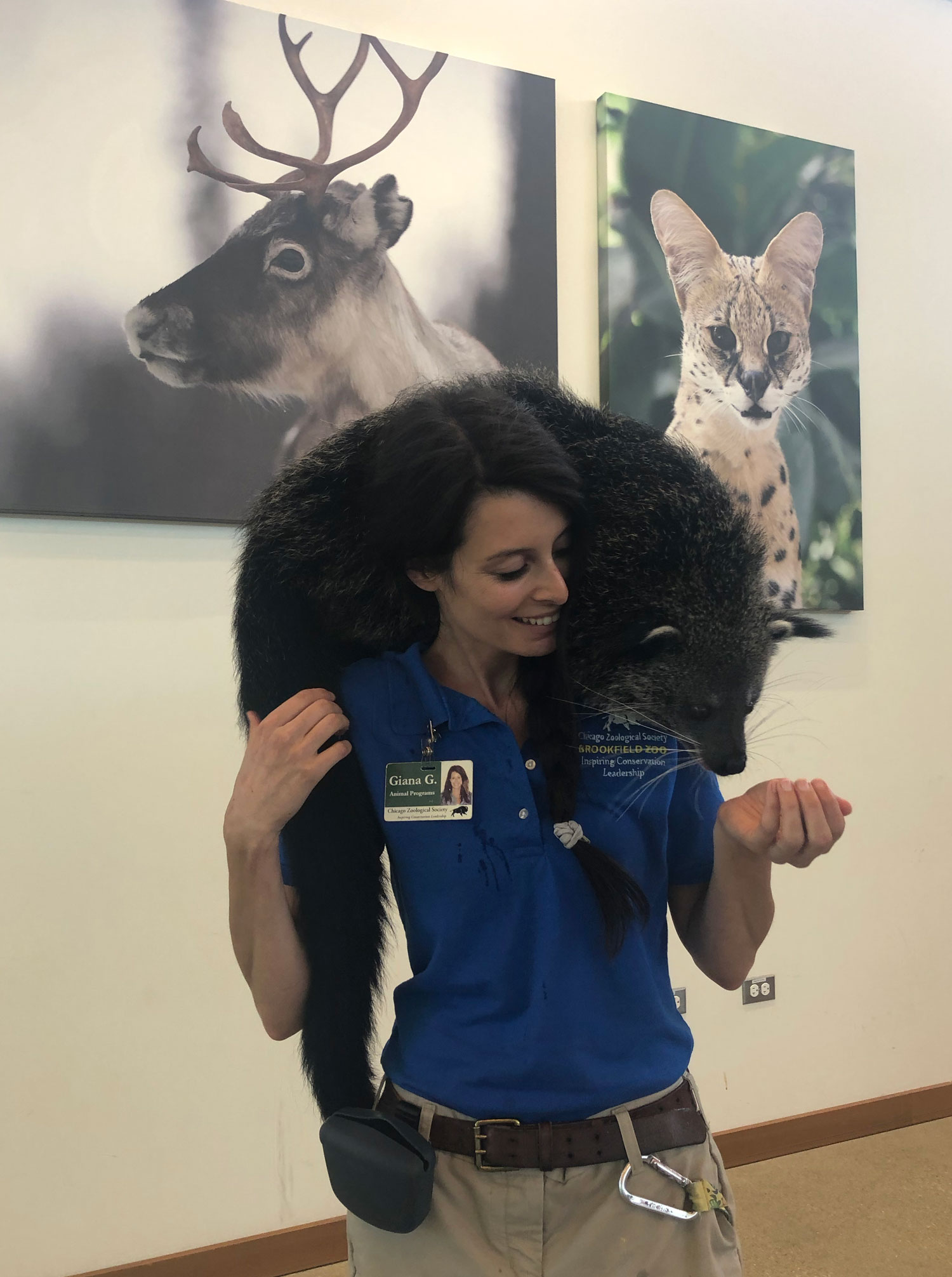A young Binturong getting accustomed to the limelight.
